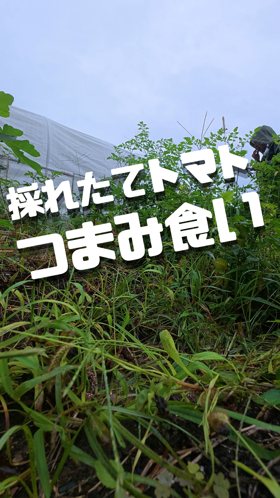 みなさま本日もお疲れ様です😊
この長雨の中いかがお過ごしでしょうか？☔️🌱

日照時間が少ない日が続いていましたが、畑では野菜たちがどんどん力強く実ってくれていて、雨の日でも雨合羽を着込んでの収穫作業🧺✨
明日からは待ちに待った
晴れの日が増えてきそうですね☀️🍻
久しぶりの光合成で、
勢い余って飲みすぎ注意です🍺

それでは、本日もお疲れ様でした！
アディオ〜ス！🤙✨

【ハッシュタグ】
#トレオフファーム #農家 #無農薬野菜 #有機野菜 #雨の日の畑 #夏野菜 #秋野菜 #収穫作業 #オクラ #ミニトマト #ナス #ピーマン #農業男子 #ファームライフ #アディオス
