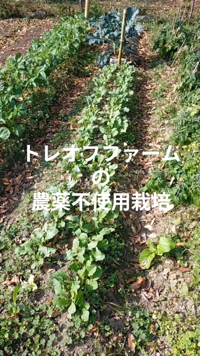 みなさま本日もお疲れ様です😊
湘南トレオフファームの無農薬野菜は順調に生長中です。間引き（収穫）、耕運、播種を同時進行で行っております。次回の野菜販売に向けて着々と進めてます！まだ未定ではありますが、野菜の収穫、生長状況を見て12/20（土）あたりで開催予定ですので、また決まり次第告知していきます。開催できた際は是非お越し頂けたら嬉しいです😊明日から寒くなるそうですが、また明日からも頑張っていきましょー！

#湘南無農薬野菜販売 #耕作放棄地 #畑開墾 #湘南有機栽培