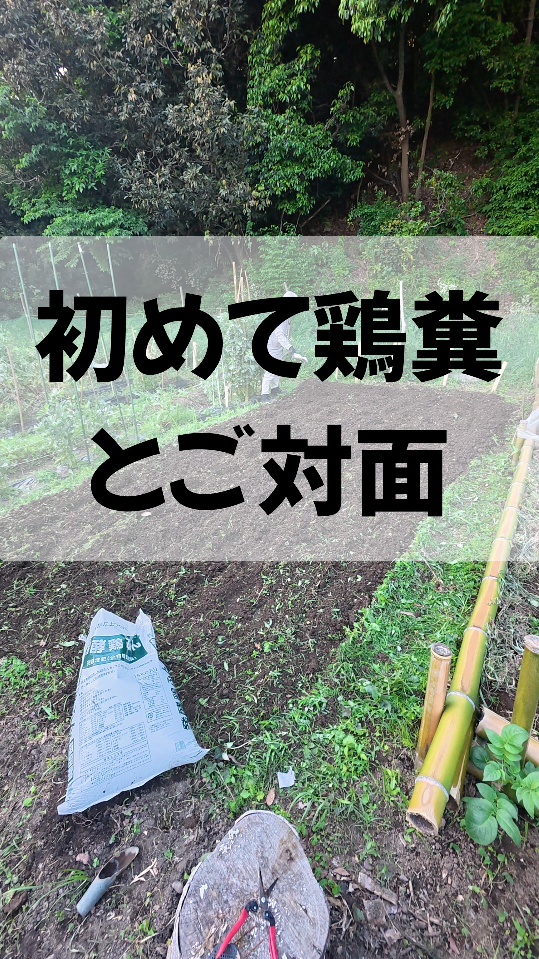 みなさま本日もお疲れ様です😊
トレオフファームではより美味しい野菜栽培を行いたく、土壌改良の為、鶏糞デビューしました🎉
発行鶏糞は匂いの原因になりやすい、アンモニア臭を微生物の働きで分解し、さらに乾燥させたことで、ほとんど嫌な匂いを感じませんでした。

今夏は沢山の夏野菜育苗を行っており、去年より沢山の野菜収穫が出来る見通しです💯
トレオフファームでは
地域活性。耕作放棄地の活用。より健康で美味しいものを作れるよう
耕作＋不動産活用を最大限に活かしていきたいと思います。
是非、これからも暖かく見守って頂けたら嬉しいです🥰
少し暑いと感じる日が増えてきましたが、明日も元気に張り切っていきましょー💯

#湘南無農薬夏野菜
#トレオフファーム野菜
#湘南耕作放棄地
#耕作放棄地開墾
#0円不動産
#湘南トレオフファーム