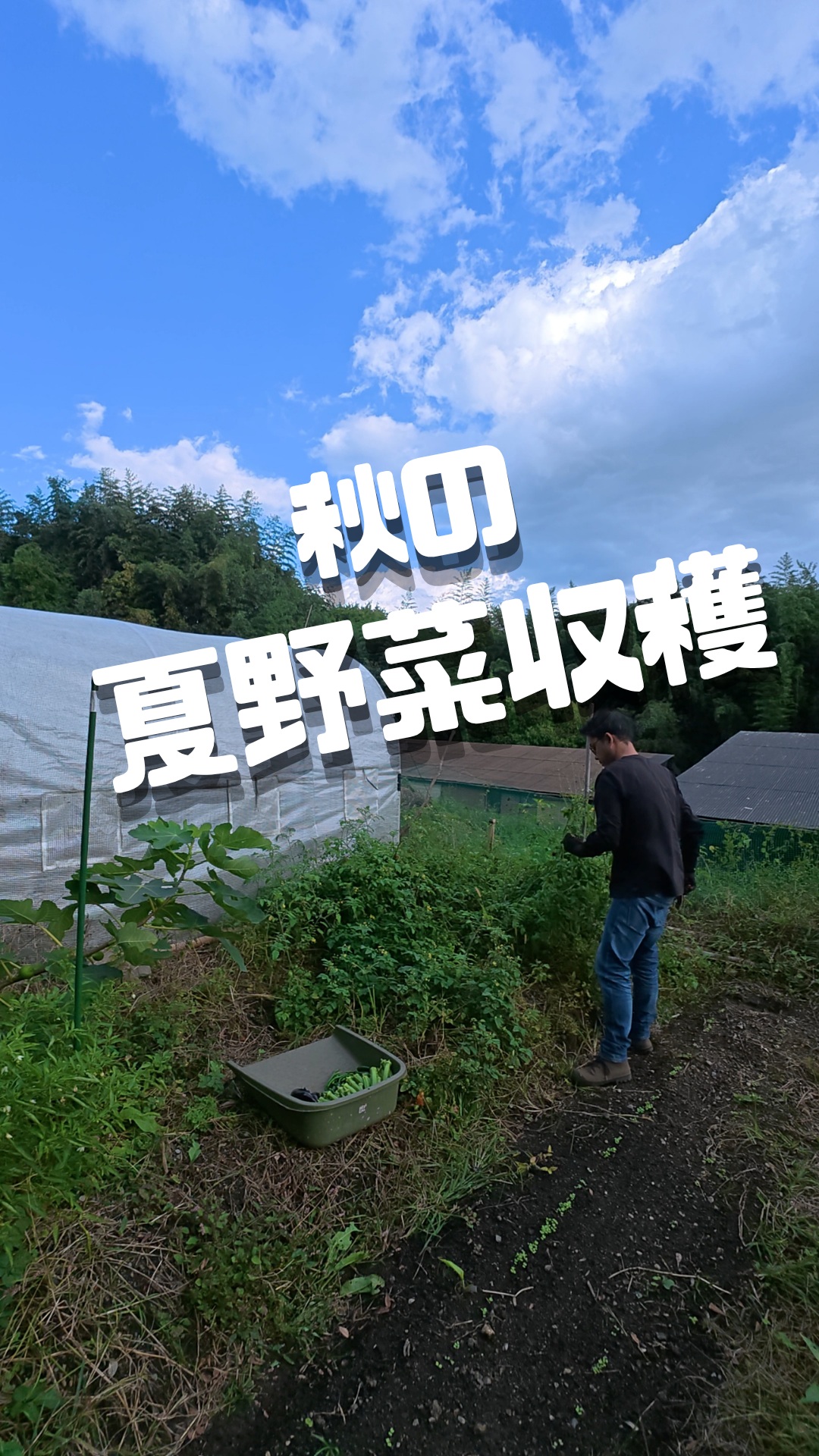 みなさま本日もお疲れ様です😊

もう11月になるというのに…
夏野菜たちが夏以上の勢いで
爆発中！🍅🫑✨
もう秋野菜と呼びます。

モロヘイヤの撤収もしたのですが、
カメラの調子がいまいちで
動画が撮れておらず…
いつも通り、
ひたすら収穫作業の様子になりました😂🎥

オクラはまだまだ花を咲かせているし、トマトも夏以上に甘く、
沢山実っていて、
ナスやピーマン、唐辛子類もツヤツヤ。
気候の変化に左右される露地栽培の
難しさを身をもって感じつつも、
自然のパワーと面白さに感動する毎日です。

先日すじまきした秋野菜の種も芽吹いてきて、季節のバトンタッチも着々と進行中🌱

露地・自然栽培の野菜作り、本当に奥深くてやめられません💪✨
トレオフファームもそんな野菜たちに負けず力強くなっていきます。
本日も最後までご視聴ありがとうございました！
明日は待ちに待った
土曜日！最高の秋晴れの予感🌞
楽しんでいきましょー！！
それではあでぃおーす！👋
good weekend！！

#トレオフファーム #自然栽培 #湘南露地栽培 #無農薬野菜 #家庭菜園 #無農薬栽培 #農作業 #野菜作り #夏野菜爆発 #秋の収穫 #オクラ #ミニトマト #ナス #ピーマン #つるむらさき #収穫の秋 #畑のある暮らし #農業ライフ #野菜育て #無農薬生活 #有機栽培