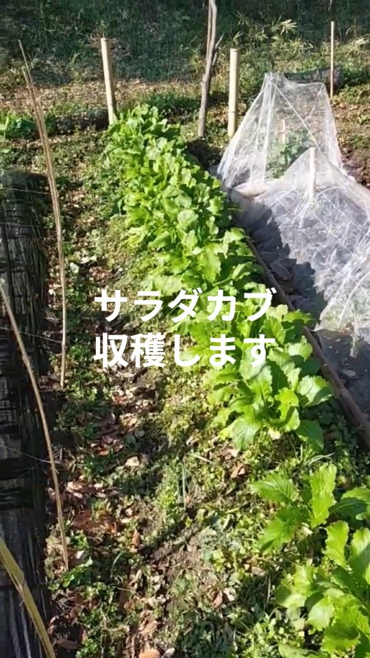 みなさま本日もお疲れ様です😊
天気も良く日中は暑いぐらいでしたね。今日は順調に育っているサラダカブを少し収穫しました！生食向きで、とても甘くて美味しいです😊是非みなさまにもご賞味いただけたら嬉しいです。12月20日（土）10時から開催の朝どれ新鮮野菜販売に出品予定です！みなさまのご来店を楽しみに、心よりお待ちしております✌

#やさい #親子農業 #トレオフファーム #耕作放棄地募集 #湘南耕作放棄地 #畑開墾 #楽々開墾