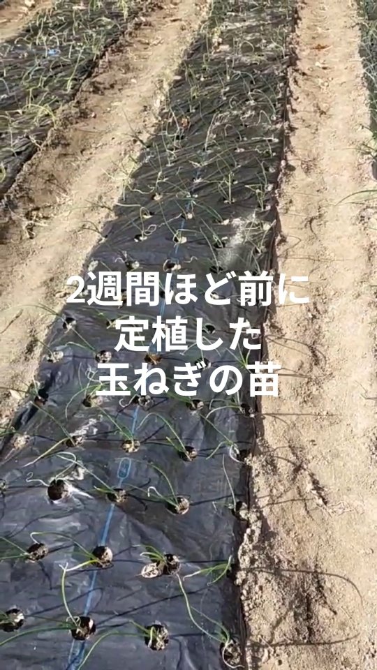 みなさま本日もお疲れ様です😊
2週間ほど前に定植した玉ねぎの苗が、根付かずだいぶ枯れました。野菜を育てるのは奥が深く、わからないことだらけで、ほんと面白いです。トレオフファームの師匠が、そんな私たちを見かねて、再チャンスくれました！植え方や定植場所も少し位置を変えて、チャレンジしました。次はうまくいくはず。とても楽しみです。来年の春には下中玉ねぎ収穫してます🧅また、明日も頑張っていきましょー✌

#湘南下中玉ねぎ #耕作放棄地開墾 #あまい玉ねぎ　#畑開墾 #トレオフファーム #山林募集 #山林不動産 #耕作放棄地募集