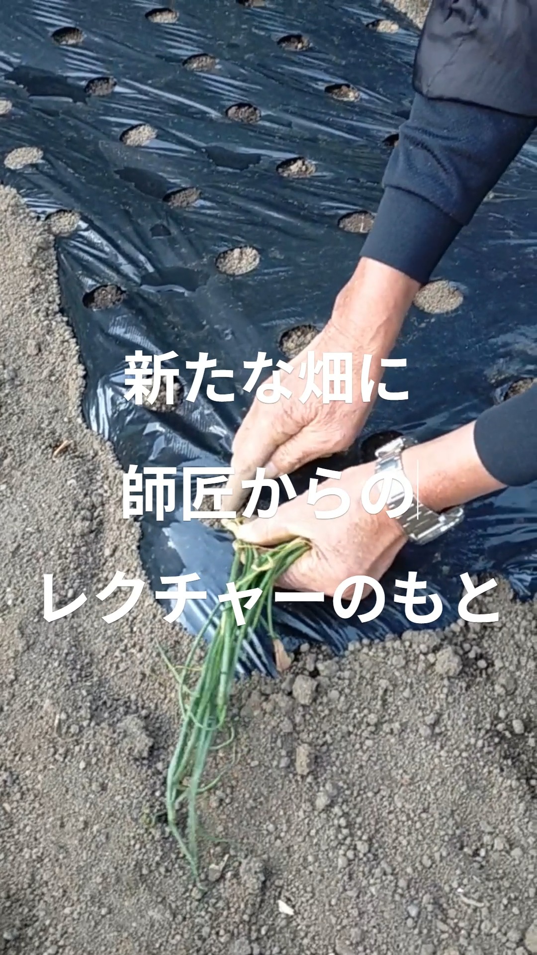 本日のトレオフファームは新たな畑に、畑大先生のご丁寧な指導のもと、湘南で大人気の甘くて美味しい『下中玉ねぎ』の苗を約250株定植しました！夕方からの作業になりましたが、なんとか日没までに終了し、来年の春収穫予定です！TDさん、本日はありがとうございました😊
これからも耕作放棄地の開墾を行い湘南の恵まれたこの資源を有効活用し、トレオフファーム拡大中です^^地域の皆様にとって少しでもお力になれれば嬉しく思います。お困りの耕作放棄地、お土地等ございしたらお気軽にお問い合わせください^^vまた明日からも楽しみながら頑張っていきましょー！

#湘南玉ねぎ畑 #下中玉ねぎ #玉ねぎ定植 #耕作放棄地募集