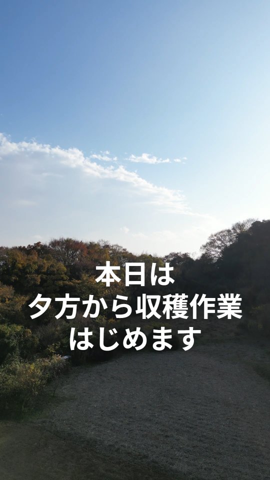 みなさま本日もお疲れ様です😊
日没前の夕方から収穫作業を行いました！最近は日が暮れるのが早く作業時間も限られてきますが、その短い時間の中で並行して様々な耕作作業を行っております。本日はチンゲンサイ、高菜、ナス（恐らく今年最後の収穫になりそうです。）の収穫を行いました。夕方のひんやりした空気も気持ちいいものです😊明日は日曜日。お仕事の人は明日も頑張っていきましょー！お休みの人は全力で遊びましょー

#湘南耕作放棄地 #夕方の野菜収穫 #夕方の湘南は最高 #耕作放棄地募集中✌ #楽しく畑開墾