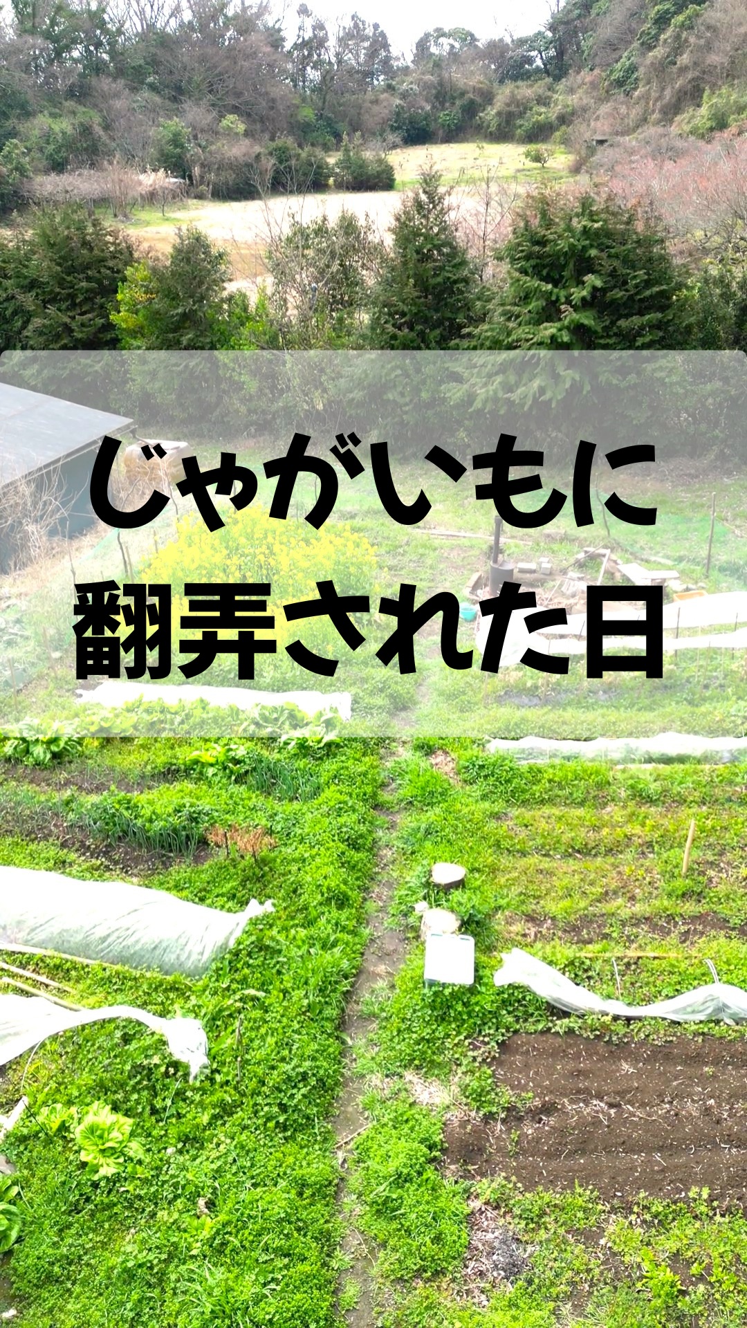 みなさま本日もお疲れ様です😊
だいぶ暖かい日も増えてきて季節は桜満開直前です。
過ごしやすい季節になってまいりましたが、畑では雑草が大活躍🌱
オーガニック無農薬で畑を運営しているため、除草剤も使わず、頑固な雑草たちと戦っております。
心折れずに本日も頑張っていきましょー💪

#畑雑草 #湘南無農薬野菜 #トレオフファーム #畑雑草対策 #耕作放棄地開墾