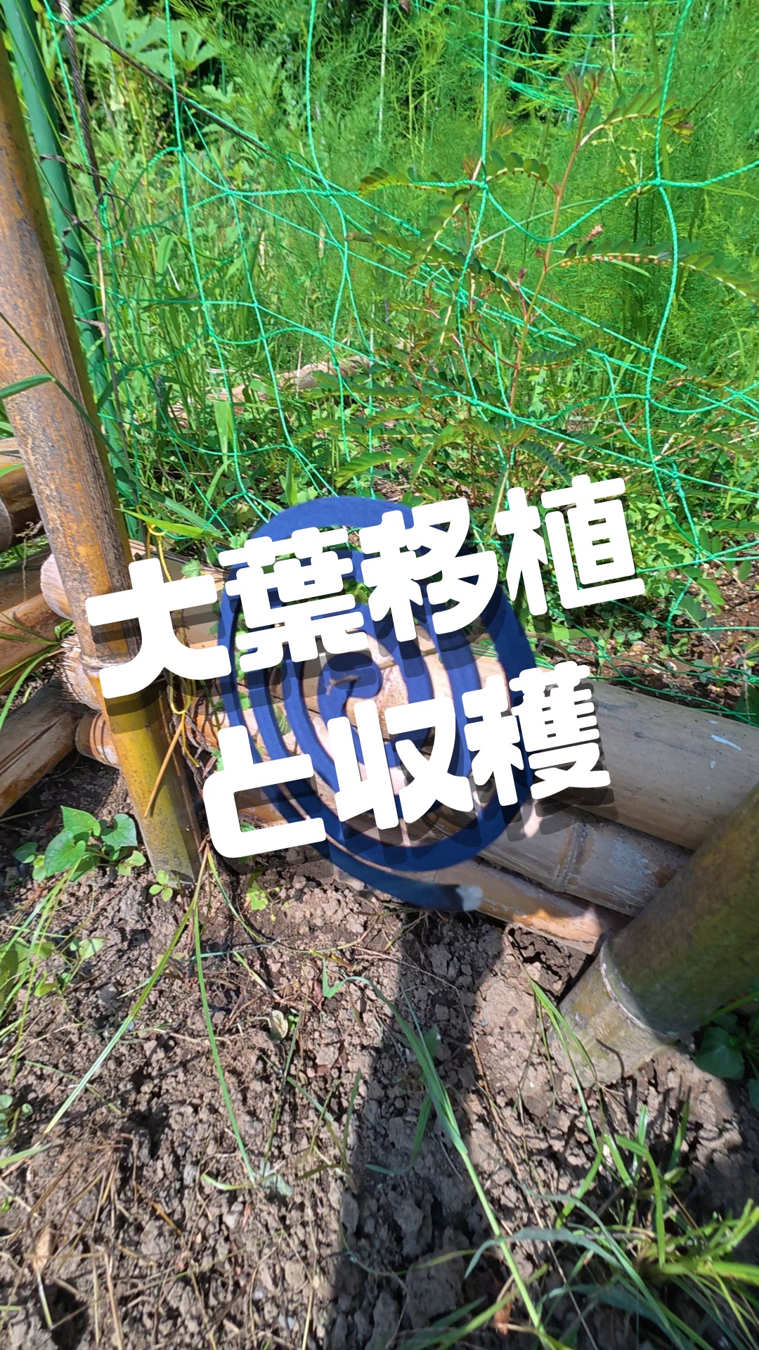 みなさま本日もお疲れ様です😊

最近多い畑周辺のイノシシの掘った穴。幸い畑には入ってきてません🐗💦

今日はワンオペ大葉移植と
夏野菜収穫を行っております🥬
暑すぎて中々作業効率が悪いですが
熱中症に気を付けながら、びしょびしょになりながら畑作業を楽しんでおります。
オクラは毎日収穫しないとすごい勢いで、どんどん実ってきます。
本日大葉の移植作業から始まり、収穫はオクラ、トマト、ツルムラサキ、キュウリ、大葉です。
大量収穫だったのですが、暑くて、生きるのに必死で、写真撮り損ねました。
きれいに整った畑だけじゃない。
自然と向き合い、汗をかいて、失敗もしながら育てていく。
それも、トレオフファーム。
これからどんな野菜に育っていくのか、ぜひ一緒に見守ってください🍅🥒🌿

まだまだ暑い日が続きそうですが
熱中症には気を付けて
明日も頑張っていきましょー！！

#トレオフファーム #TREOFFFARM #トレンドオフィス #農業 #農作業 #畑仕事 #野菜作り #野菜栽培 #家庭菜園 #大葉 #オクラ #キュウリ #トマト #ツルムラサキ #農ある暮らし #自然と暮らす #土に触れる #耕作放棄地 #農地活用 #小田原 #小田原市 #神奈川 #湘南 #湘南暮らし #イノシシ被害 #農業初心者 #農業男子