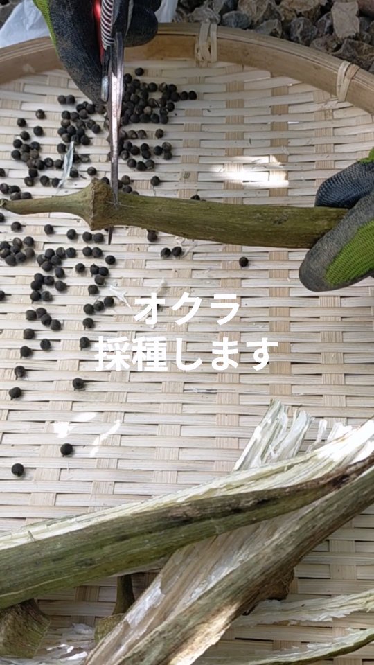 みなさま本日もお疲れ様です☺️
ここ最近、湘南は南風爆風日が続いています🍃
本日は、昨年夏に大豊作だったオクラ（エメラルド）を種用に収穫、乾燥させていたので、採種作業を行いました。
1つの莢から沢山の種が採れるので、今年の夏もオクラ作れます✌採種するときはゴム手袋装着をおすすめします。素手で触るとトゲが刺さり🦔かなりチクチクしますのでご注意を。
それではまた明日も頑張っていきましょー✊️

#オクラ種
#湘南オクラ
#オクラ播種
#トレオフファーム
#湘南畑開墾
#湘南耕作放棄地
#湘南農地管理