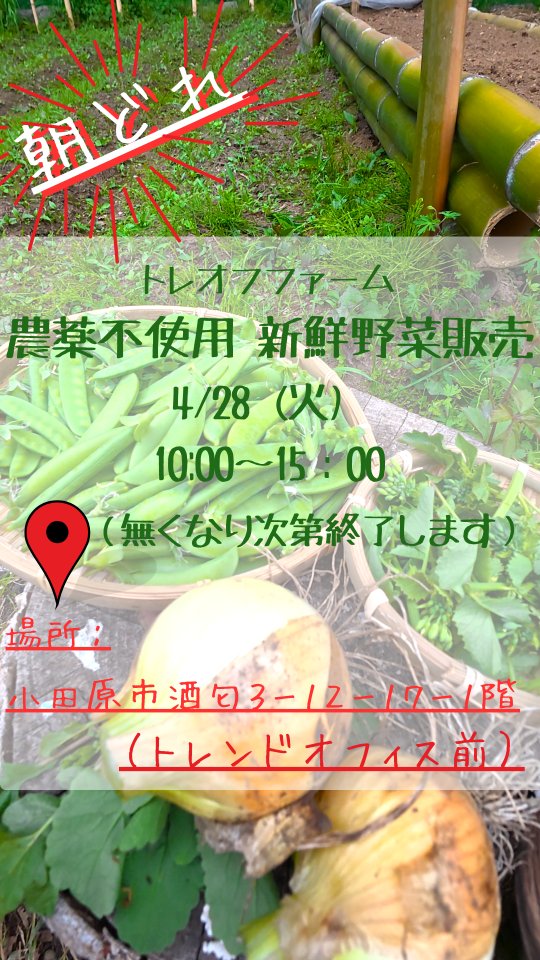 みなさま本日もお疲れ様です☺️
4月28日（火）10時より
トレオフファーム、新鮮無農薬野菜販売マルシェを行います🥦
この時期旬の野菜はホントに美味しいです🍽️
特に今回は玉ねぎ🧅がお勧めです。
是非、そのまま生でご賞味頂きたいです✌
下中玉ねぎはとても甘くてみずみずしい！
当日の収穫量次第により、出品数は不安定ではございますが、沢山の方にお越し頂けたら嬉しいです✨耕作放棄地の開墾ご相談等も承っております。是非、お気軽に遊びにきてください🏠️

🕙️日時🕙️
🧅4月28日（火）10:00〜🧅
🏠️場所🏠️
🌴トレンドオフィス㈱🌴前にて
🏄️小田原市酒匂3-12-17-1F🏄️

#トレオフファーム無農薬野菜販売 #朝どれ新鮮野菜 #湘南耕作放棄地開墾 #湘南マルシェ #湘南農業