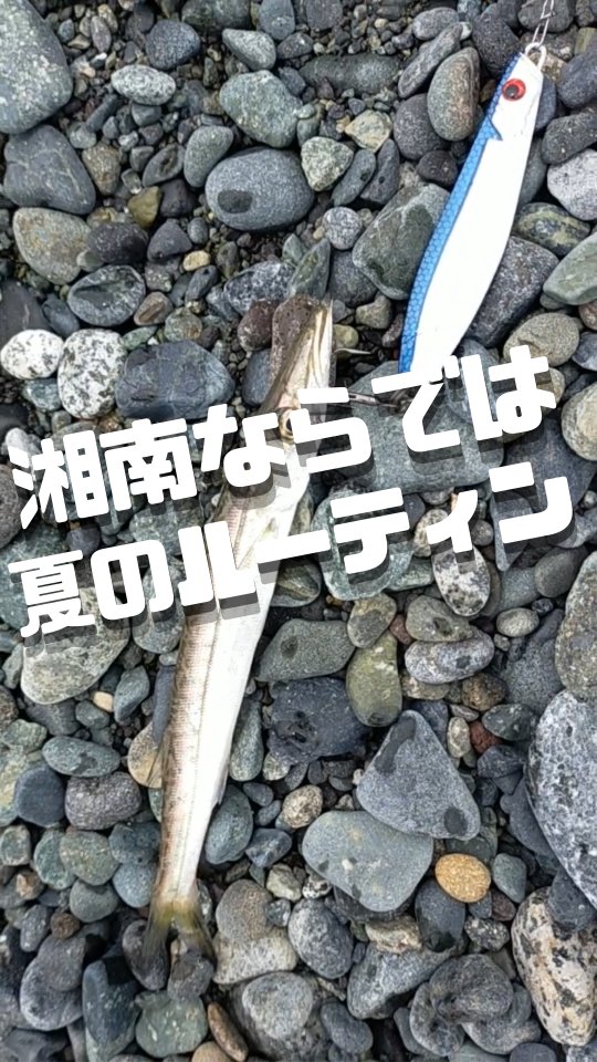 みなさま本日もお疲れ様です😊
畑作業の前の、湘南ならでは朝ルーティンの様子です。
湘南の夏、サーフ釣りではこの時期、ぶりサイズの大きな青物の回遊も見られ、とても釣り好きにはたまらない季節となってきました！
もちろんこのあとは畑での活動も行っております🥬
また、トレオフファームでは現在耕作中の畑のほか、様々な活動も並行して行っており、新たなフィールド取得にも尽力中でございます💪
是非、暖かく見守って頂けたら嬉しく思います😭
それでは梅雨真っ只中の湘南ではありありますが☔
こんな時期も楽しみながら
明日も頑張っていきましょー！

#湘南サーフ釣り #湘南耕作放棄地募集 #湘南無農薬野菜栽培 #湘南畑 #トレオフファーム