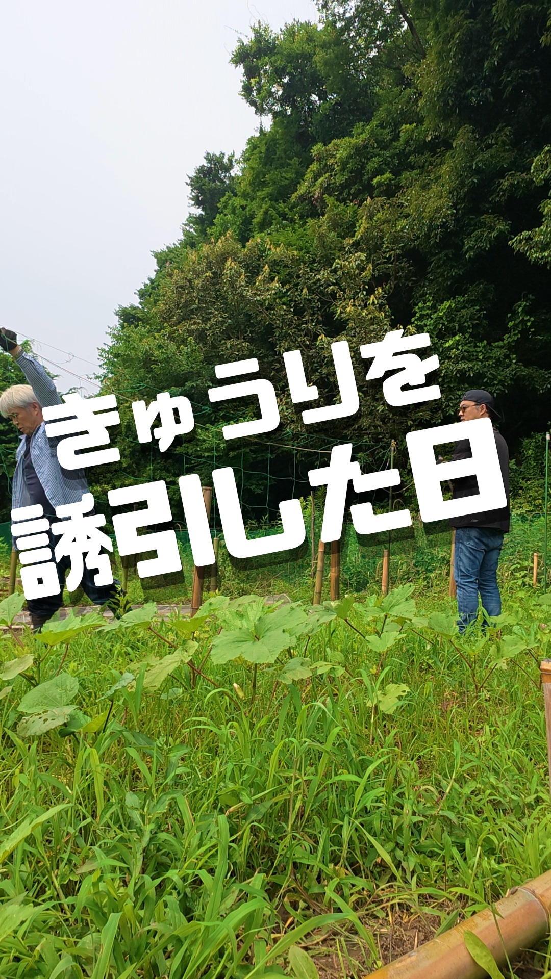 みなさま本日もお疲れ様です😊
そろそろ梅雨明け目前？の湘南。

苗の畑定植はひと段落し、
湘南夏野菜は順調に育っております。
本日も海からスタートし畑作業を行っております。
キュウリの苗が急成長してきたので
ネット設置を行い誘引しました！

とても暑くなりそうな2026の夏ですが🔅熱中症には気を付けて
楽しんでいきましょー！

#キュウリ誘引 #湘南夏野菜 #トレオフファーム #初心者農業 #耕作放棄地開墾