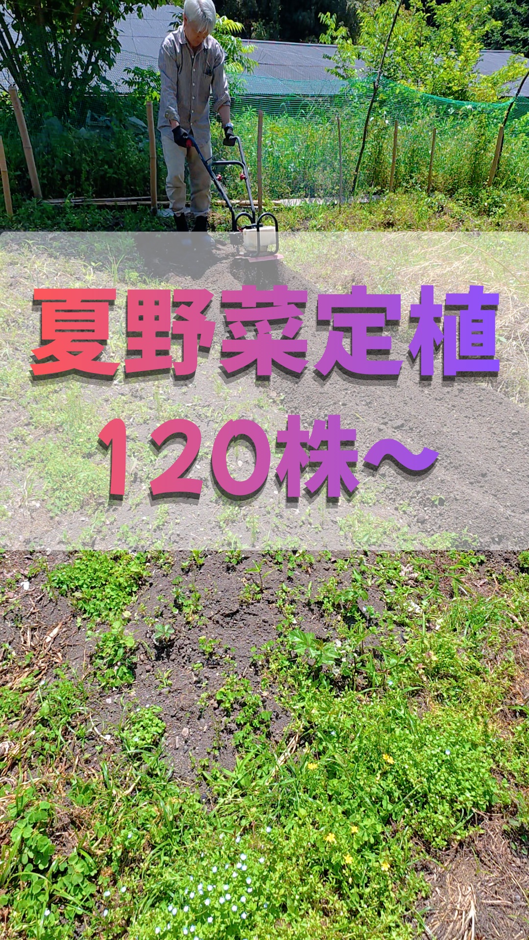 みなさま本日もお疲れ様です😊
本日の湘南は最高気温29℃予報の真夏日☀熱中症にはお気をつけください。

先週はハウス育苗していた夏野菜の苗を畑へ定植致しました！
オクラ、キュウリ、ナスです🍆
去年のオクラとナスは大豊作でした。
今年は去年の3倍以上は定植してます💯
このほかにもトウモロコシやハラペーニョ、トマトなどまだまだ、畑へ出番を待った野菜の苗たちが控えております。今年の夏は毎週収穫祭になりそうな予感でございます😂

今日もまだ始まったばかり
天気も最高な湘南🌴
本日も張り切っていきましょー😁

#湘南夏野菜 #耕作放棄地 #トレオフファーム #湘南真夏日 #湘南ハラペーニョ