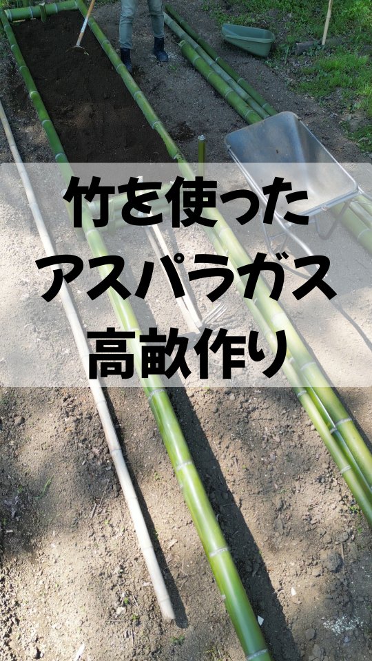 みなさま本日もお疲れ様です☺️
種から育苗しておりましたアスパラガスの畑定植のため、畑の資源をフル活用し、竹を使用した高畝を作りました🪴
天気も良く、暑さに慣れる前の身体にはやや過酷でしたが、やりがいある楽しい作業でした✌
日没前には無事、アスパラガス定植、トマトと、キャベツの苗の定植も行えました！！
これからのシーズンの楽しみが増えました！
少しづつではありますが、トレオフファームの生産性向上に向け、楽しみながら努力を重ねます🏄

#夏野菜準備 #アスパラガス家庭菜園 #湘南無農薬アスパラガス #トレオフファーム #耕作放棄地募集