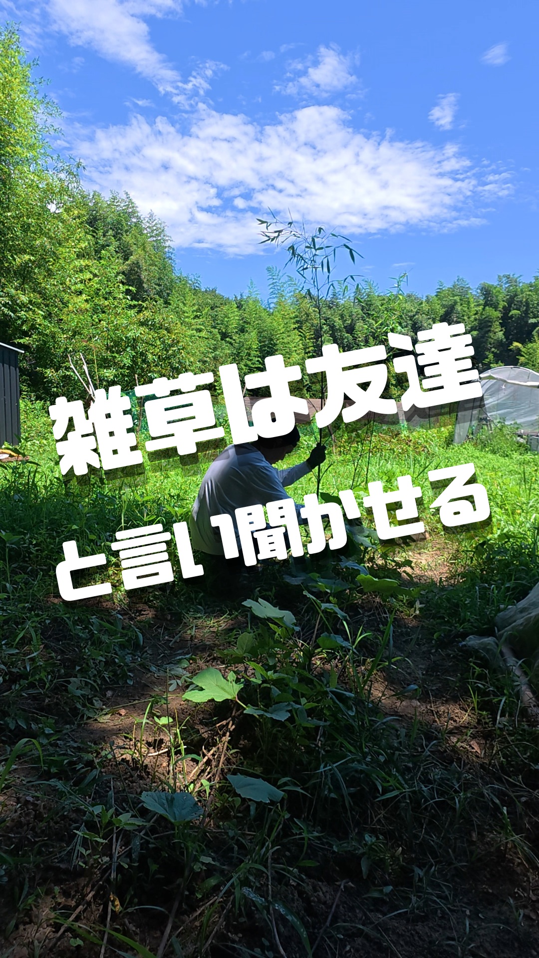 みなさま本日もお疲れ様です😊

暑いです。
最近『いつもより涼しくない？』と自分に言い聞かせて作業してます。
みなさま体調管理にはお気をつけてください。

自生した花オクラなのか？
種がまかれたのか？
とても大きな花を咲かせてました。
草刈り→キュウリ誘引→オクラ収穫と見ごたえのない、いつもと絵面と変わらない😂映像になりますが、
暖かく、時には熱く見守って頂けたら嬉しいです😍

それではまた明日も
頑張っていきましょー💯

#トレオフファーム
#湘南夏野菜収穫
#湘南オクラ栽培
#耕作放棄地開墾
＃楽しい草刈り