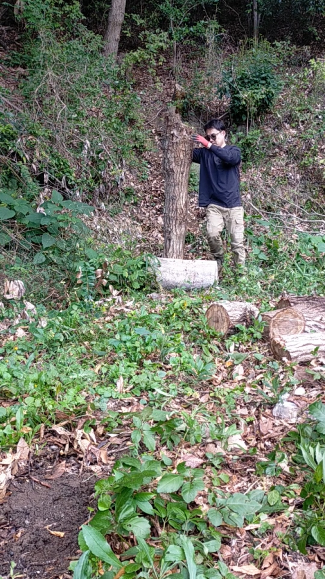 みなさまお疲れ様です🌙
今日は丸太カットしまくりの日でした^^映像では小さく見える丸太も、想像以上に質量が多くかなり重い！重労働です。畑作業だけかと思いきや、このような山林開墾しながらの作業も行っております💯みなさんもチェーンソーを使ときはくれぐれんも気を付けてくださいね。
食欲の秋🌰また明日も頑張っていきましょー！

＃畑開墾 #楽々チェーンソー #耕作放棄地募集 #山林開拓 #湘南野菜