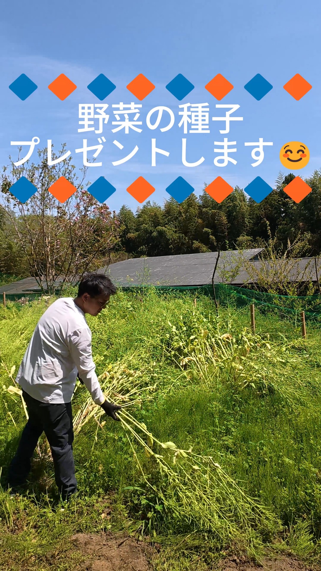 みなさま本日もお疲れ様です😊
昨年大豊作！大収穫でした
小松菜・チンゲン菜・モロヘイヤの種子を無料でお送りいたします🚚
送料は当方負担といたします。
種子は莢に入った状態のまま、50g以内で〶4種郵便〶にて発送します。
ここ湘南のサンサンとした日差しと、清々しい潮風で大きく育った野菜の種子です。栽培期間は農薬不使用です。
発芽率、品種等は不明となりますが、🎁無料にてお配りの為、ノークレーム・ノーリターンにて宜しくお願いいたします🤗
トレオフファームは耕作放棄地の開墾始め、早2年目。
ご興味を持って頂けた方に、少しでも野菜作りの楽しさを共感してもらえたら嬉しいです😭
お気軽にDMにてご連絡ください✉

#湘南無農薬野菜 #無料野菜種子 #親子農業 #湘南耕作放棄地 #無農薬野菜販売 #耕作放棄地募集 #畑からのプレゼント