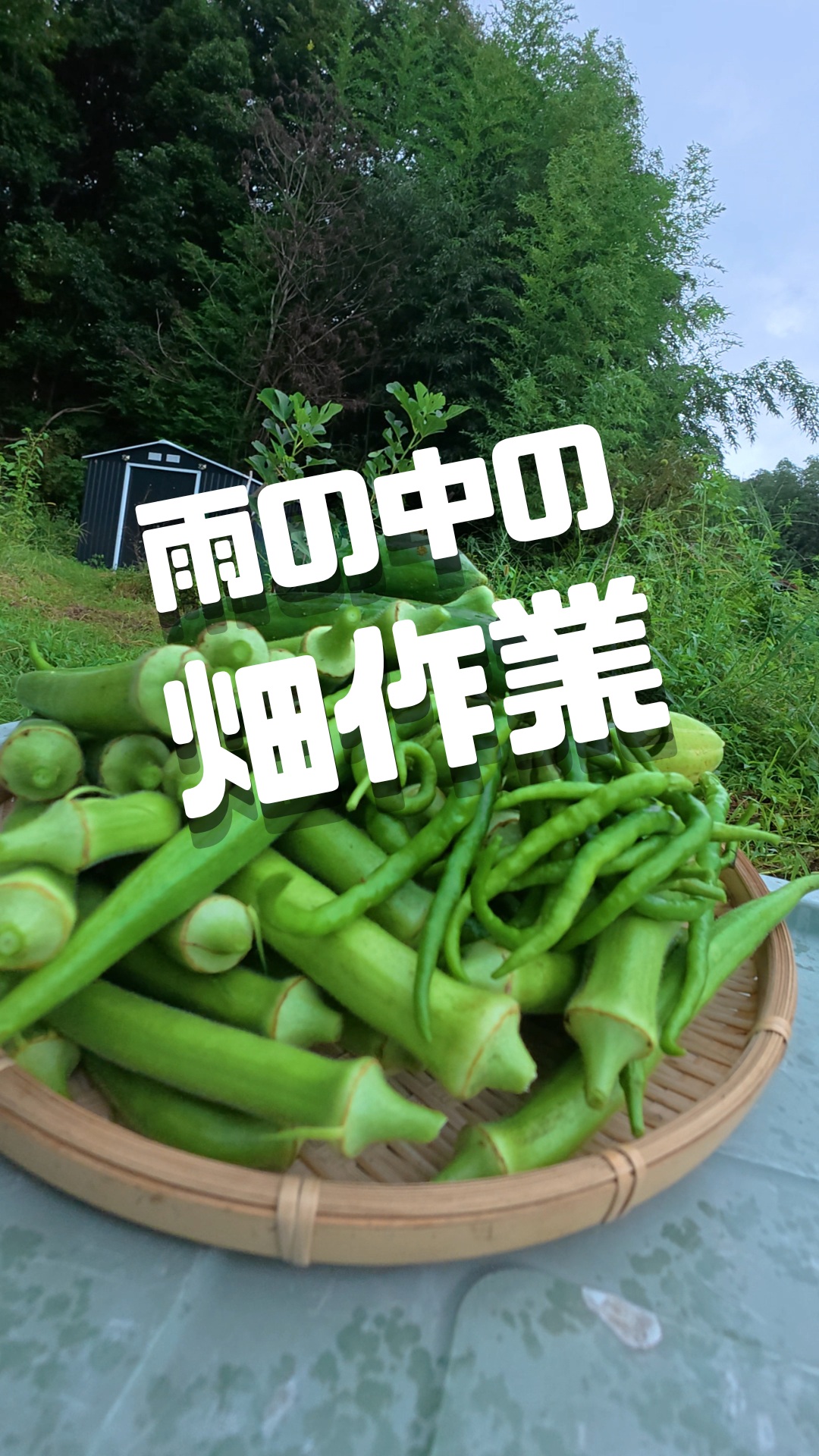 みなさま本日もお疲れ様です😊

食物繊維とミネラル豊富な
オクラ食べまくって
絶好腸腸💯なトレオフファームです！

「雨の中でも、関係なし！」……と言いたいところですが、本音を言うと濡れるのは普通にイヤです。
今回は風で倒れちゃった苗を支柱にピシッと固定。
途中からしっかり雨に降られて「急いで撤収ー！！」となりましたが、カゴいっぱいに採れたオクラや唐辛子たちを見ると、やっぱり農作業の達成感は格別です。

オクラの周りから昨年育てていた小松菜の種が落ちたのか、
ド根性自生小松菜出てきてます🥬
晴れたり🌤雨降ったり☂
大自然の自由奔放さを、トレオフファームは今日も楽しんでます✌

あと
特定外来生物の
『クビアカツヤカミキリ』🐜
見つけたら駆除をお願いします。
とのことです。

それでは明日も
張り切っていきましょー💪💪

#トレオフファーム #雨の中の作業 #湘南農業 #農作業風景 #オクラ収穫 #野菜作り初心者 #自然農法 #家庭菜園ライフ #雨にも負けず #クビアカツヤカミキリ #不動産農業