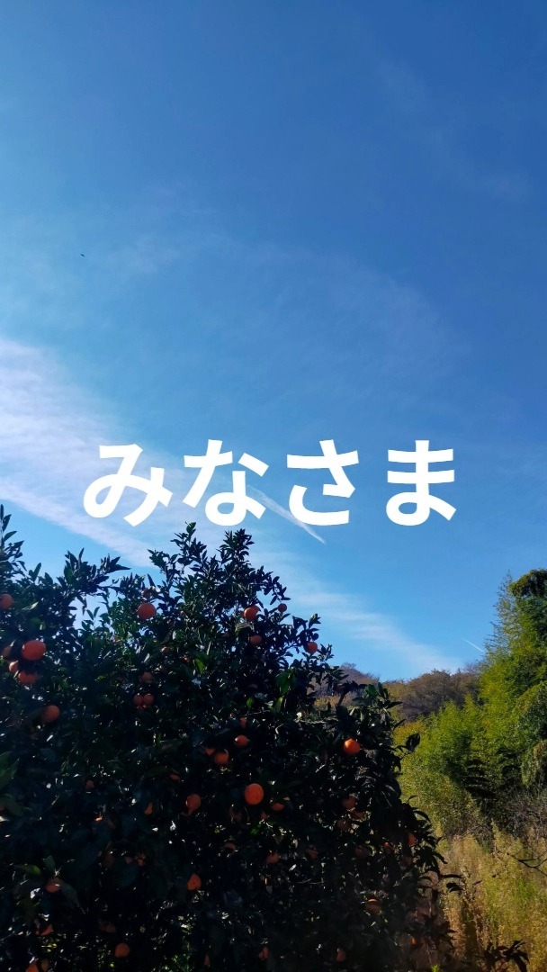 みなさま本日もお疲れ様です😊
2025年もあっという間に駆け抜けていった1年間でした。
トレオフファームで耕作している畑は、数年間の耕作放棄期間があり、荒地状態となっていました。その耕作放棄地の開墾を行い始めて約1年が経とうとしています。お陰様で畑開墾は無事に概ね完了し、畑としての姿を取り戻し、季節に合わせた野菜耕作が始まっている状況です。今年はどの季節も初体験で夏野菜は1株からいくつも収穫できるのに対し、今現在の冬野菜は1株から1つといった収穫量の少ない対照的な耕作に移り変わっています。
夏は害獣や、害虫被害。冬は播種時期のずれによる、発芽・生長不良、寒さによる霜害等があります。何事も経験だと改めて実感します。（ほんとに奥が深い）2026年もどんどん拡大し、地元地域のお役立てになれる活動が出来ればと考えております💪また、先日年内最後に行いました湘南無農薬朝どれ！新鮮野菜販売は沢山の方に足を運んで頂き、日頃よりお世話になっている皆様からのお力添えもあり、無事に開催。大成功で締めくくれました！本当に有難うございます。今年は初年度の耕作でした為、収穫量が少なく3回のみ開催ではありましたが2026年は更に多く開催できるよう、日々準備しております。是非温かく応援して頂けると嬉しいです✌来年よりトレオフファーム2期目です。また2026年も宜しくお願い申し上げます。そして良いお年をお迎えください。

#2025年Thanks #耕作放棄地開墾 #湘南野菜 #親子開墾 #耕作放棄地募集 #湘南無農薬野菜 #有機栽培 #トレオフファーム