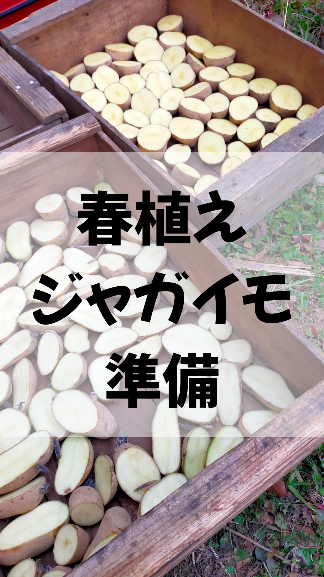 みなさまお疲れ様です😊
今日はとても暖かい湘南です🌴
2月中旬から3月上旬に春植えじゃがいも耕作予定の為、ジャガイモの芽出しとジャガイモスペースに米ぬかを蒔きながら耕運作業を行いました🥔🥔🥔
耕運機を使う作業はとても面白いです。
土がほくほくにほぐれていく感触が手元で感じられます🥬

#湘南畑耕運 #イセキ耕運機 #春植えジャガイモ #畑づくり