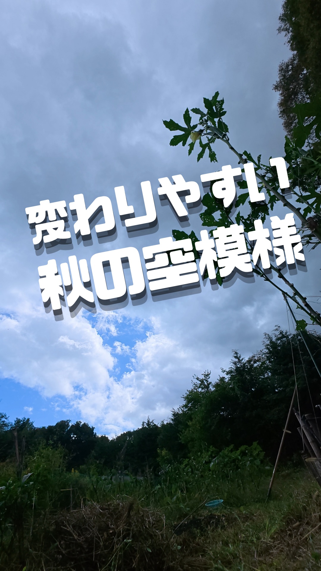 みなさま本日もお疲れ様です😊

本日のトレオフファームは
カブの種まきに向けて、
畑の耕運作業を行いました！

作業中、昨年育てていたチンゲン菜のこぼれ種から沢山芽を出していたを
発見し🌱✨
せっかくなので
その畝は耕運せずにそのまま小さな苗を残し、試しに隙間にラディッシュの種を蒔きました。
ラディッシュは小さなスペースでも
成長するのでうまくいく！はずです。

その後はサラダカブや日野菜蕪（ひのなかぶ）などの種も順調に蒔きました。
種まきが終わった絶妙なタイミングで惠みの雨が降り出し、最高の「水まき」をしてもらえたと思ってます☔️🙏✨

ナスやオクラの収穫もできて、今日も限らた時間で畑仕事が進みました🍆✨
最高な過ごしやすい季節がやってきました！
明日からも楽しんでいきましょー💯

#トレオフファーム #畑仕事 #農作業 #カブ #サラダカブ #日野菜蕪 #ラディッシュ #チンゲン菜 #こぼれ種 #耕運機 #家庭菜園 #無農薬野菜 #秋の畑 #天然の散水 #恵みの雨 #野菜づくり