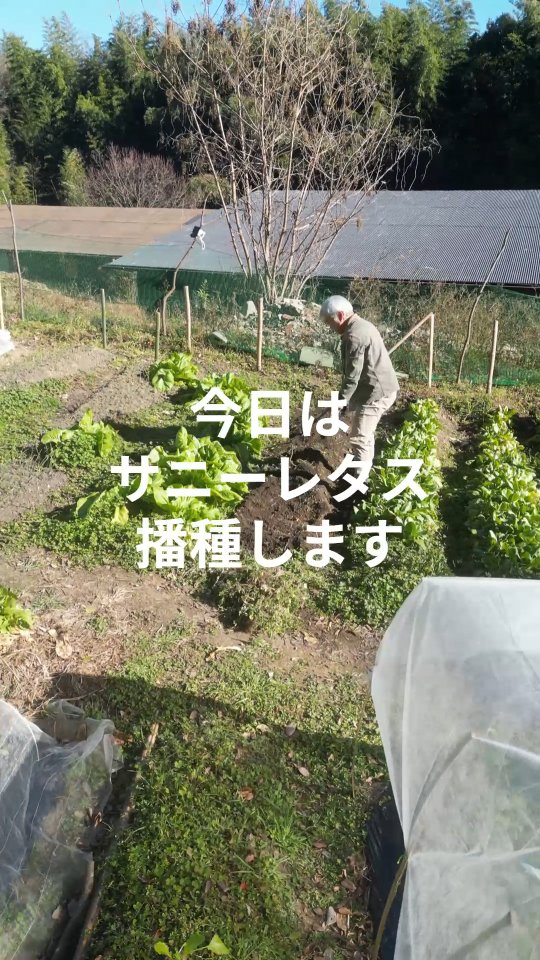 みなさまお疲れです😊
昨日から仕事始めの方が多いでしょうか。今年も張り切っていきましょー✊️
トレオフファームでは、予め発根させたサニーレタスを蒔きました！不織布でトンネルを作り直接霜に当たらないようにしましたが、遅い播種時期になるのでちゃんと育つかわかりません。何事もチャレンジですね🌿

#湘南サニーレタス #サニーレタス播種 #湘南畑開墾 #トレオフファーム #親子畑