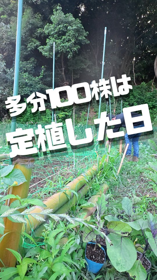 みなさま本日もお疲れ様です😊
最近のトレオフファームは梅雨でも関係なしに、雨の降らない日には育苗してきた野菜の苗たちの定植を、どんどん進めております🥬

この時期は暑く雨も増え、一段と野菜の苗も生長速度を上げてきてます。
今年の夏は昨年の比にならないほど、多くの苗定植を行っており、畑の雰囲気もとてもよくなってきました💯
トレオフファームの新鮮野菜販売が行える収穫時期が楽しみです。

あ。
あと種苗業の届け出も行い、ますます耕作作業にも気合い入っております🎉
自然栽培はとても大変ではありますが、面白さの方が勝ってます🤣
ご興味のあるみなさんも是非、手作り野菜、チャンレンジしてみてください😝

それでは熱中症に気を付けて！
頑張ってまいりましょー🙌

#湘南夏野菜定植 #アスパラガス誘引ネット #トレオフファームの畑 #湘南自然農 #簡単耕作放棄地開墾