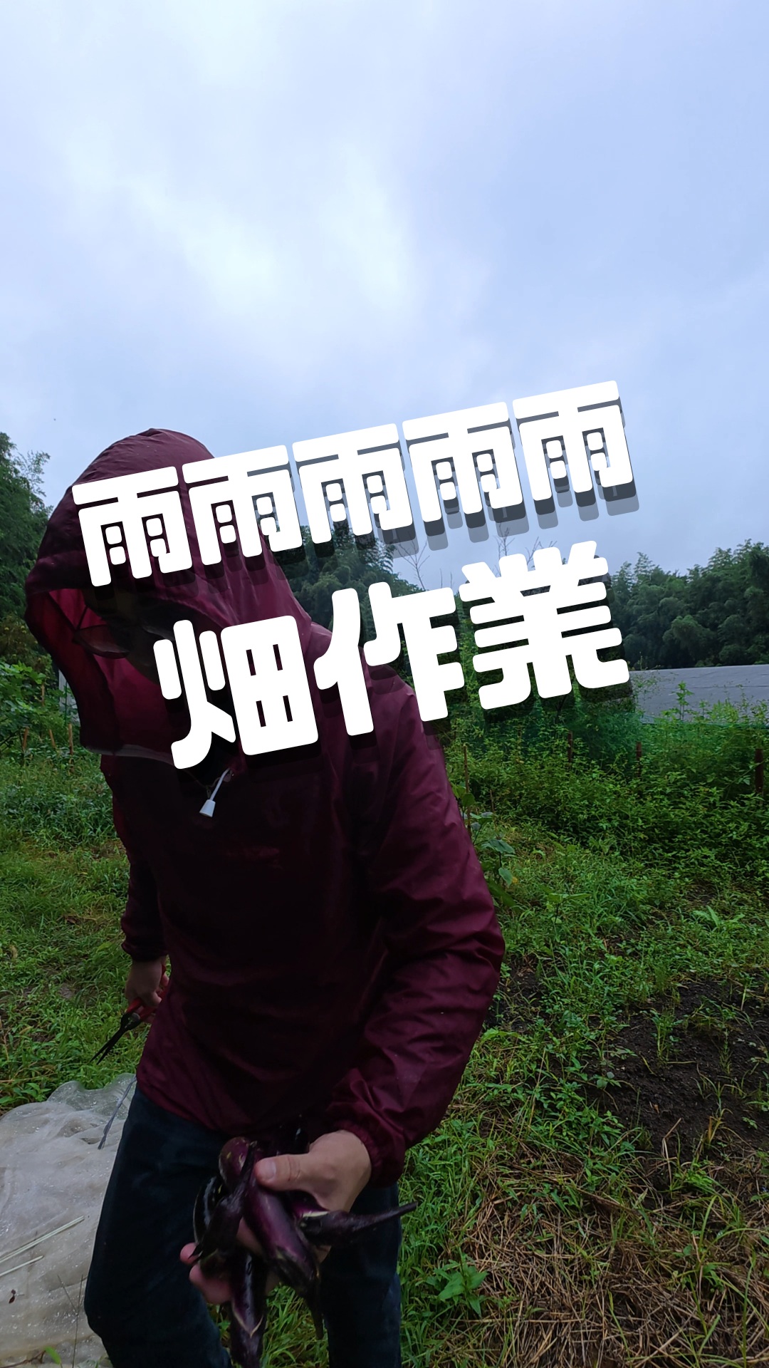 みなさま本日もお疲れ様です😊

長雨が続いていますが、畑の野菜たちは強く育っています🌱

ダビデの星やナス、ハラペーニョ、エメラルドオクラ、イチジクなど、雨にも負けずすくすく成長中。
かごいっぱいに収穫できましたが…連日の雨に打たれすぎて、私の方が心折れそうです。人間もそろそろ太陽が恋しく、気持ちよく光合成したいです☀️

みなさまは雨の日、どう過ごしていますか？ここまで雨が続くと予定が立たず困りませんでしょうか。
トレオフファームでは、雨の日は育苗作業してみたり、
何か面白い事（作物）ないかな🥴
とか考えてます。
台風も近いづいてくる予報になってますが、どうかすべての地域に
被害出ませんように。

まだまだ雨が続きそうでは
ありますが、
明日からもまた
張り切って楽しんでいきましょー！

#農業最高
#農家の日常
#家庭菜園
#無農薬野菜
#野菜栽培
#雨の日の過ごし方
#畑のある暮らし
#農業親子
#自給自足
#オーガニックライフ
#農業好きと繋がりたい
#田舎暮らし