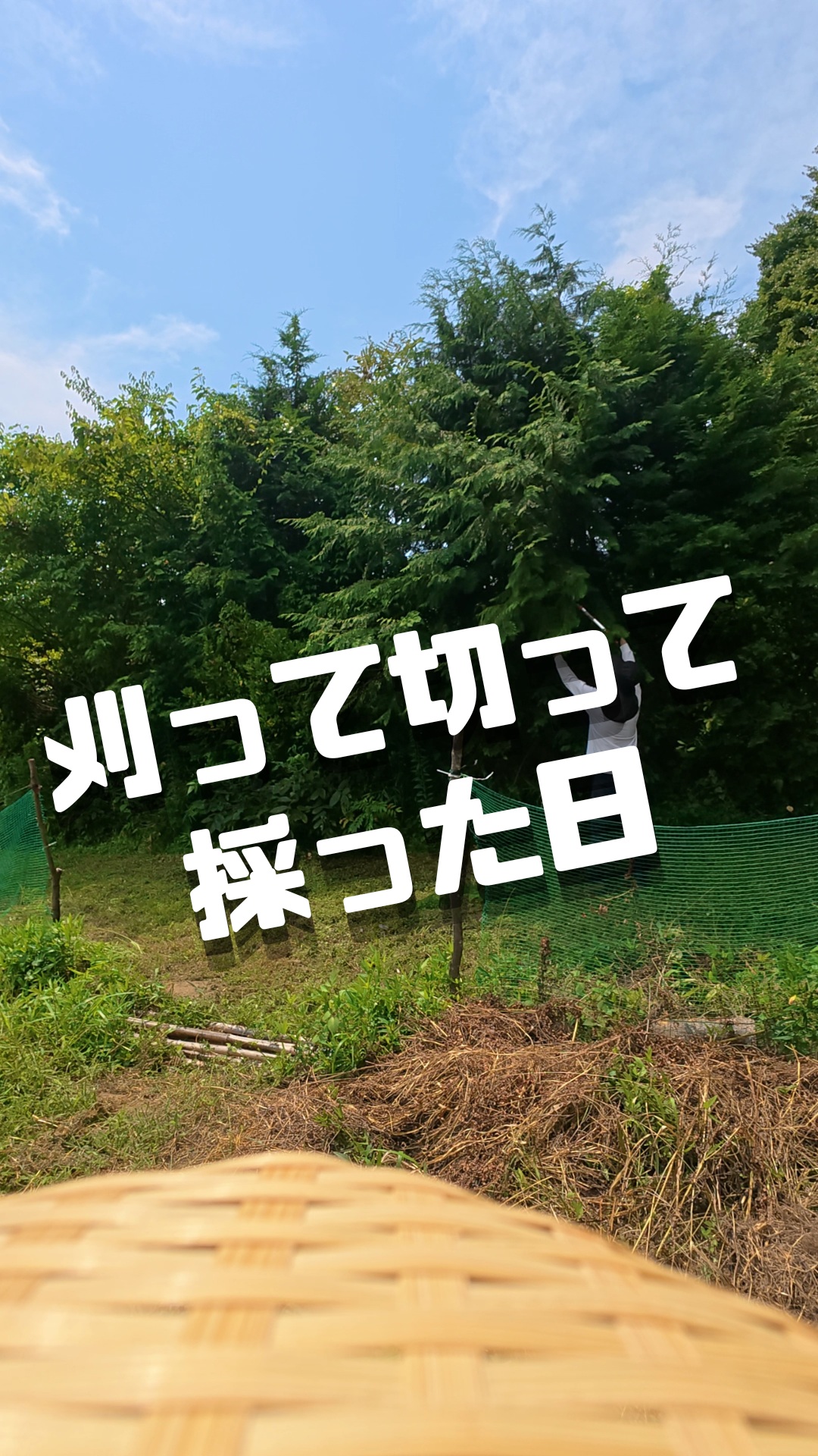 みなさま本日もお疲れ様です😊

今日もトレオフファーム🌱
草刈りからの幕開けです。
自走式草刈り機のクサノザウルスには
沢山助けれてます。
朝から滝のような汗を流しながら
畑のメンテしてきました。
雑草はグングン伸びるし、
収穫のペースが速い夏野菜もどんどん育つ。やること結構あります😂
夏の無農薬野菜作りは、耕作のウンチクより雑草との戦い。
折れない心が必要だと感じます💪
でも、こうして畑で汗をかいたあとに収穫する野菜は、やっぱり嬉しいですね！

今回はオクラ、ハラペーニョ、トマト、キュウリを採りました🥒🍅🌶️

まだまだ暑い日が続きますが、
無理せず楽しみながら
頑張っていきましょー！

#クサノザウルス #トレオフファーム #TREOFFFARM #農業 #畑仕事 #家庭菜園 #野菜づくり #野菜収穫 #無農薬野菜 #自然栽培 #農ある暮らし #田舎暮らし #耕作放棄地 #畑再生 #草刈り #夏の畑 #野菜 #地産地消 #土に触れる #自然の恵み